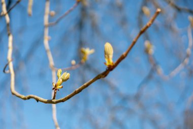 Tomurcuklar ağaca yayıldı. Kışın sonunda, bitkiler yaprakları yaymaya hazırlanıyorlar. Mavi gökyüzü arka planında dallar. Bahar mevsiminin başında. Yakın çekim görüntüsü. Güzel doğa. Güneşli hava.