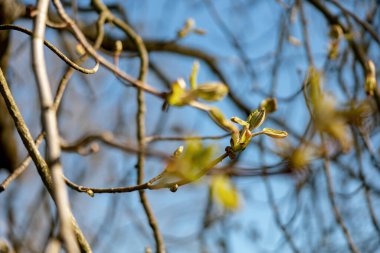 Tomurcuklar ağaca yayıldı. Kışın sonunda, bitkiler yaprakları yaymaya hazırlanıyorlar. Mavi gökyüzü arka planında dallar. Bahar mevsiminin başında. Yakın çekim görüntüsü. Güzel doğa. Güneşli hava.