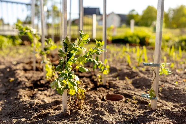 Mudas crescendo a partir de solo fértil no jardim agricultores, sol da manhã brilha. Ecologia e equilíbrio ecológico, agricultura e plantio. Cena agrícola com brotos na terra, de perto. Foco suave. — Fotografia de Stock