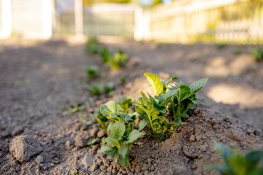 Çiftçilerin bahçesindeki verimli topraklardan büyüyen tohumlar, sabah güneşi parlıyor. Ekoloji ve ekolojik denge, tarım ve ekme. Toprakta filizlenen tarım manzarası, yakın çekim. Yumuşak odak.