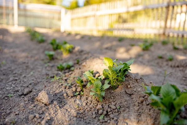 Mudas crescendo a partir de solo fértil no jardim agricultores, sol da manhã brilha. Ecologia e equilíbrio ecológico, agricultura e plantio. Cena agrícola com brotos na terra, de perto. Foco suave. — Fotografia de Stock