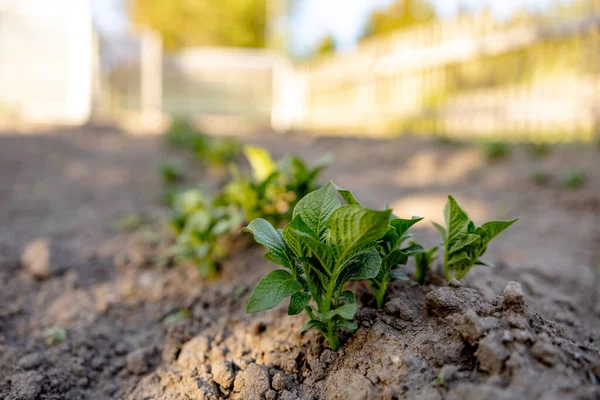 Mudas crescendo a partir de solo fértil no jardim agricultores, sol da manhã brilha. Ecologia e equilíbrio ecológico, agricultura e plantio. Cena agrícola com brotos na terra, de perto. Foco suave. — Fotografia de Stock