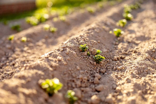 Mudas crescendo a partir de solo fértil no jardim agricultores, sol da manhã brilha. Ecologia e equilíbrio ecológico, agricultura e plantio. Cena agrícola com brotos na terra, de perto. Foco suave. — Fotografia de Stock