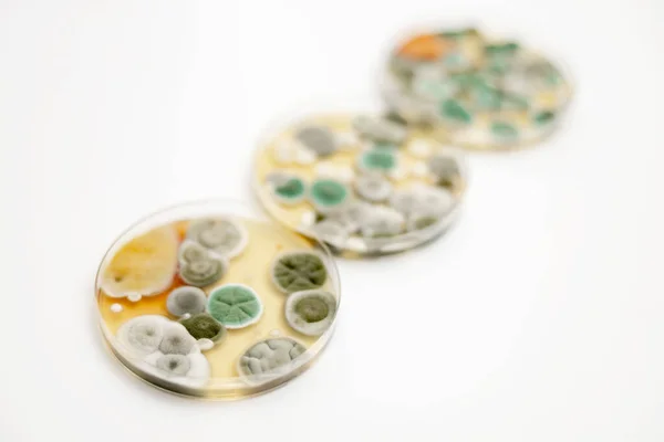 白色の背景に金型サンプル 微生物実験室での細菌学的解析のための微生物群集とペトリ皿 金型の表示を閉じる — ストック写真
