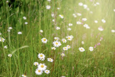 Papatya tarlası. Papatya çiçekleri, güneşli bir gün. Yaz papatyaları. Çiçek açan tıbbi papatyalarla güzel bir doğa sahnesi. Alternatif tıp. Bahar çiçeği arka planı. Güzel çayır