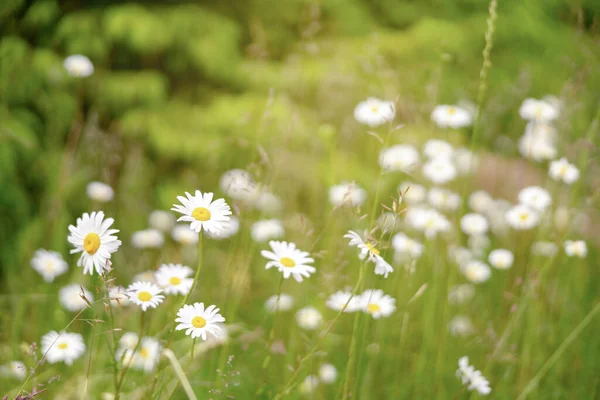 Field Camomiles Camomile Daisy Flowers Sunny Day Summer Daisies Beautiful — Stock Photo, Image