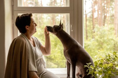 Orta yaşlı güzel bir kadın köpeğiyle pencere kenarında oturuyor. 50 yaşında bir kadın Meksikalı tüysüz köpeğiyle evde vakit geçiriyor. Xoloitzquintle, xolo cinsi. Köpek en iyi arkadaş, aile üyesi.