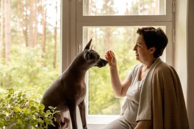 Orta yaşlı güzel bir kadın köpeğiyle pencere kenarında oturuyor. 50 yaşında bir kadın Meksikalı tüysüz köpeğiyle evde vakit geçiriyor. Xoloitzquintle, xolo cinsi. Köpek en iyi arkadaş, aile üyesi.