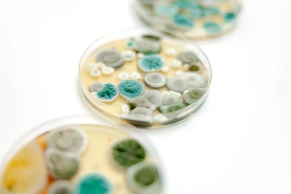 Mold Samples White Background Petri Dish Colonies Microorganisms Bacteriological Analysis — Stock Photo, Image