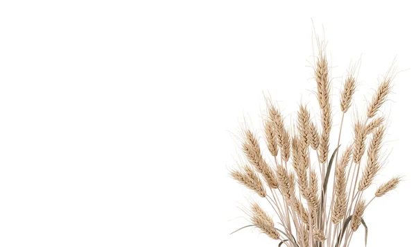 Wheat Ears Isolated White Background Copy Space Your Text Celiac — Stock Photo, Image