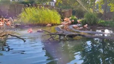 Hayvanat bahçesindeki pembe flamingo sürüsü. Bir grup flamingo. Phoenicopterus gülü, flamingo ailesi