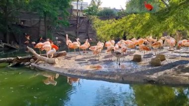 Hayvanat bahçesindeki pembe flamingo sürüsü. Bir grup flamingo. Phoenicopterus gülü, flamingo ailesi