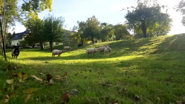 Flock Får Fältet Får Och Lamm Ängen Äter Gräs Hjorden — Stockvideo