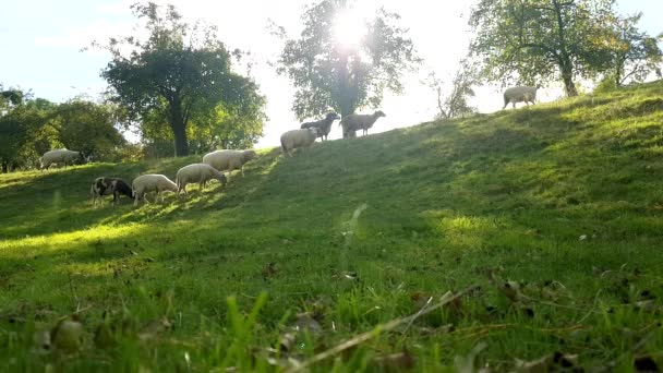 一群羊在田里 羊和羊羔在草地上吃牛群中的草 在户外耕作 美丽的风景 农场的动物 阳光灿烂 天气晴朗 — 图库视频影像