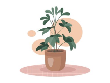 Ev Schefflera 'sı bir çömlek resimde. Vektör Schefflera beyaz soyut arkaplanda izole edildi. Botanik örtüsü renkli yeşil Schefflera modern tarzda doğal tasarım için resim bırakır