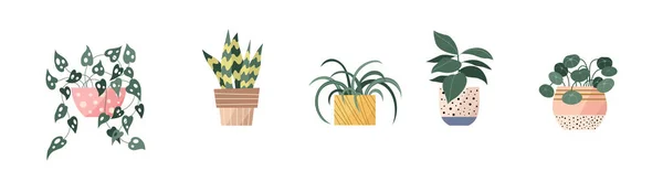 Plantes Jardin Modernes Confortables Élégantes Dans Des Pots Élégants Ensemble — Image vectorielle