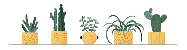 Набір Качків Сукулентів Векторні Кімнатні Рослини Жовтих Сучасних Квіткових Горщиках — стоковий вектор