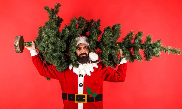 Рождественская елка Санта Клаус несет елку. Человек в костюме Санты с сосной. Зимние каникулы. Счастливого Рождества. С Новым годом. — стоковое фото