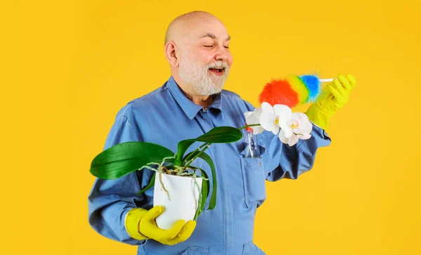 Takarítási idő. A szakállas ember letörli az orchideát portörlővel. Gondoskodj a szobanövényekről. Phalaenopsis. Házikertészkedés. Takarítás. — Stock Fotó