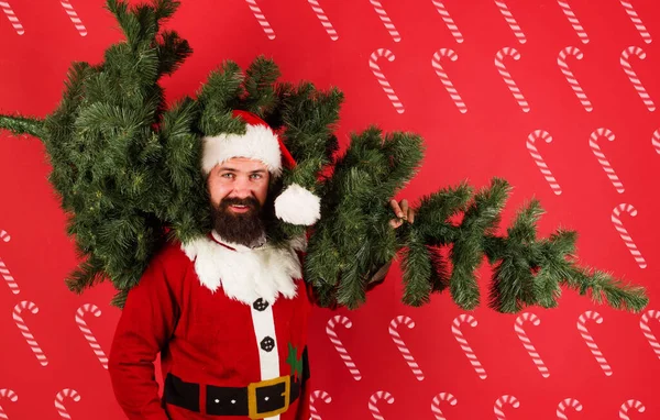Санта Клаус с ёлкой. Зимние каникулы. Бородач в костюме Санты несет новогоднюю елку. — стоковое фото