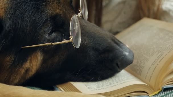 Женщина и собака в очках отдыхают дома на кровати. Женщина читает книгу, собака внимательно слушает — стоковое видео