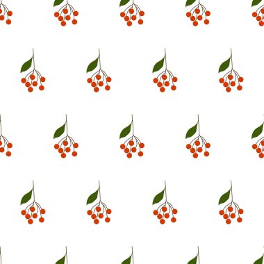 Rowan dalsız desen, vektör. Beyaz bir arka planda, dalında yaprak olan kırmızı meyveler. Tasarımınız için sonbahar illüstrasyonu