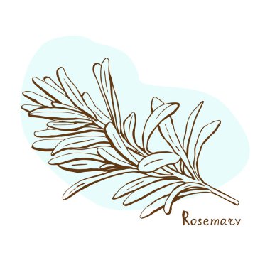 Biberiye vektörü. Baharatlar için biberiye karışımı, çizim stiliyle çizilmiş vektör illüstrasyon eli. Paket kağıdı, menüler, kumaşlar, posterler, tipografi, sosyal medya, web tasarımı vesaire için.