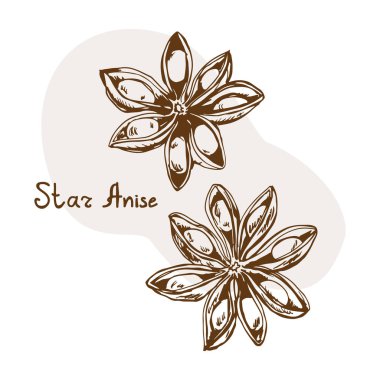 Yıldız anason vektörü. Bitkiler ve baharatlar el yapımı vektör çizimi. Sketchy stili. Klasik çizimler. Aromatik bitkiler. Yemek taslağı. Kart tasarımı. Baharatlar ve otlar siyah ve beyaz tasarım
