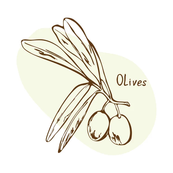 Olivový Vektor Byliny Koření Ručně Kreslené Vektorové Ilustrace Kreslený Styl — Stockový vektor