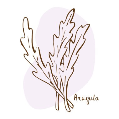 Tarhun vektörü. Bitkiler ve baharatlar el yapımı vektör çizimi. Sketchy stili. Klasik illüstrasyon. Aromatik bitkiler. Elle çizilmiş yemek taslağı. Kart tasarımı. Baharatlar ve otlar siyah ve beyaz tasarım