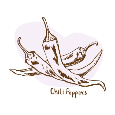 Chilli Pepper vektörü. Bitkiler ve baharatlar el yapımı vektör çizimi. Sketchy stili. Klasik illüstrasyon. Aromatik bitkiler. Elle çizilmiş yemek taslağı. Kart tasarımı. Baharatlar ve otlar siyah ve beyaz 