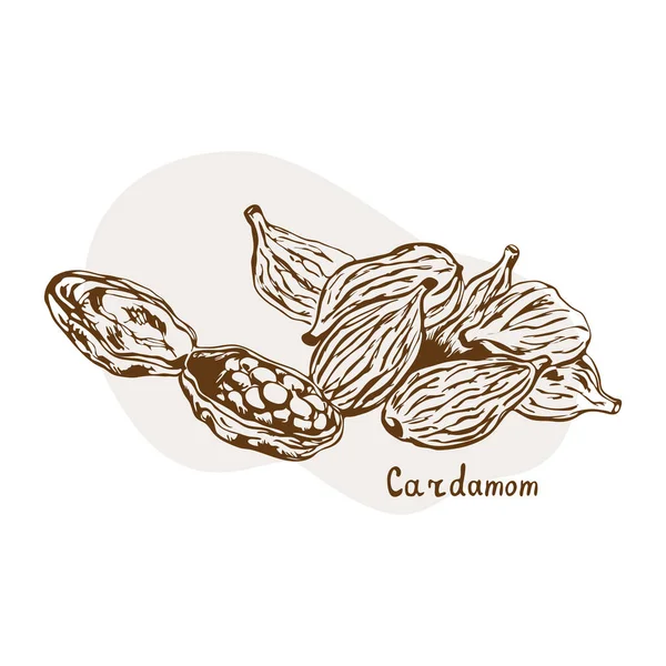 Vecteur Cardamome Illustration Vectorielle Dessinée Main Aux Herbes Épices Style — Image vectorielle