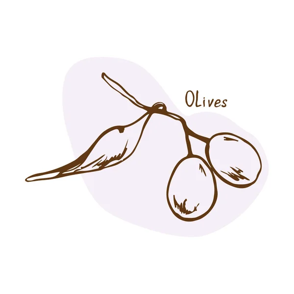 Vecteur Olives Illustration Vectorielle Dessinée Main Aux Herbes Épices Style — Image vectorielle