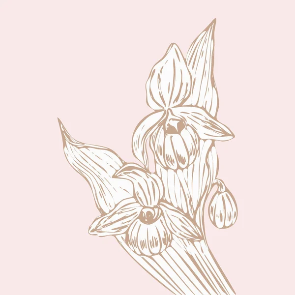 Plant Venus Muiltje Bloeiende Orchidee Vector Illustratie Met Hand Getekend — Stockvector