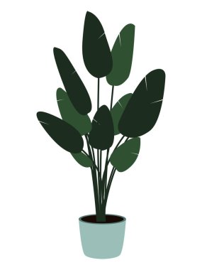 Resimlerde iç dekorasyon için saksıda ev bitkisi