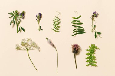 Üst manzara taze çayır çiçekleri ve soluk pembe arka planda çimenler. Yazlık bitkiler yaratıcı çiçek kompozisyonu ya da doğal desen olarak. Botanik düzlüğü.