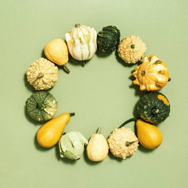 Çeşitli dekoratif balkabaklarından yeşil renkli kağıt arka planda sonbahar çerçevesi. Sonbahar hasadı küçük balkabağı, sonbahar çerçevesi ve kop alanı