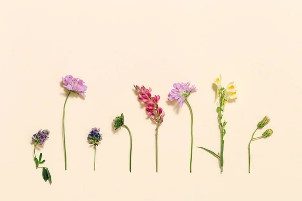 淡いピンク色の背景に新鮮な牧草地の花や草を表示します 夏のフィールド植物は 創造的な花の組成や自然パターンとして コピースペース付き植物フラットレイ — ストック写真