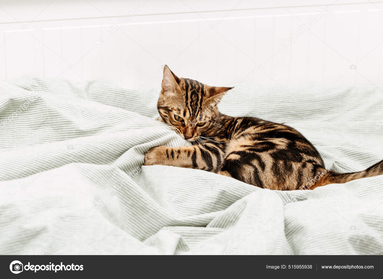 Vakker Korthåret Ung Katt Som Leker Senga Hjemme Tabby Katt – stockfoto ©  yrabota #515955938, image size:1600x1167