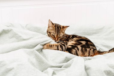 Evdeki yatakta oynayan güzel kısa saçlı genç kedi. Yatak odasında tekir kedi var. Evcil hayvanlar..