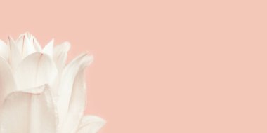 Beyaz zambak çiçeği, pembe üzerine şakayık zambak yapraklarını kapat. Fotokopi alanı olan doğal çiçek arkaplanı. Makro fotoğrafçılık.