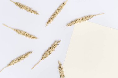 Olgun buğday kulakları bej arkaplanı kapatır. Yaratıcı sonbahar tahıl hasadı. Üst görünüm