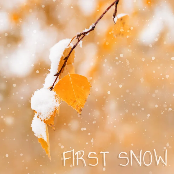 白樺の木の黄色の葉は最初の雪とテキストの最初の雪を覆った 冬または晩秋のシーンは 美しい自然の凍結葉は 雪が降っています 自然環境木々の季節の枝が閉じる — ストック写真