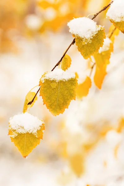 白樺の木の黄色の葉の最初の雪を覆った 冬または晩秋のシーンは 背景がぼやけて美しい自然の凍結葉は 雪が降っています 自然環境木々の季節の枝が閉じる — ストック写真