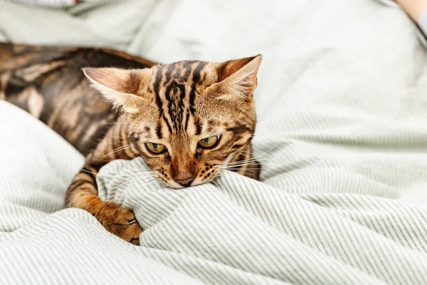 머리의 고양이 집에서 침대에서 있습니다 침실에 고양이 — 스톡 사진