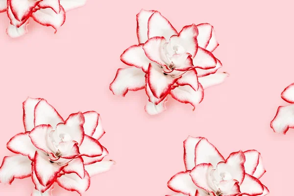 赤枠の白いユリの花からのパターン 薄い背景に牡丹ユリ 自然の花のフラットレイアウト トップビュー — ストック写真