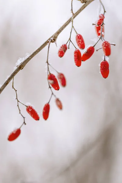 Fundo Inverno Natural Com Ramo Barberry Pequena Baga Congelada Vermelha — Fotografia de Stock