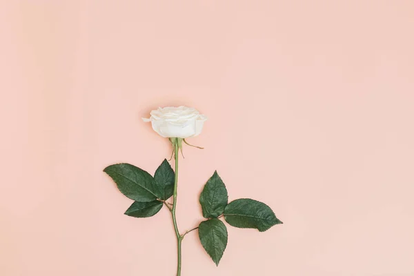Egy Gyönyörű Fehér Rózsa Virág Zöld Levelek Pasztell Rózsaszín Háttér — Stock Fotó