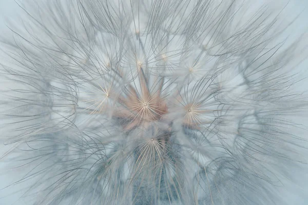 Diente León Esponjoso Luz Del Sol Sobre Fondo Azul Gris —  Fotos de Stock