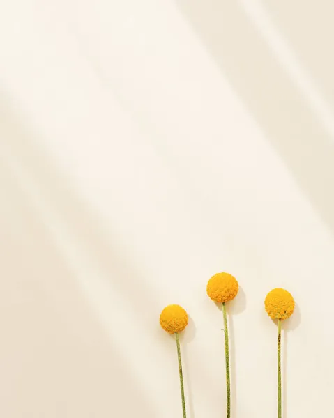 ベージュ色に黄色の十字型の花を持つ最小限の自然な背景 陽射しと影 パステルカラーのイメージとニュートラルトーンで明るい花 — ストック写真